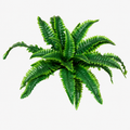 UV-Resistant Lifelike Artificial Boston Fern